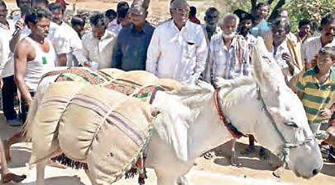 A donkey strapped with sand sacks weighing 150 kg before the race in Nandyal town on Friday| EXPRESS