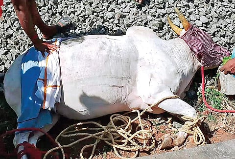 The bull that was hit by a train during Jallikattu in Manjampatti on Sunday | Express