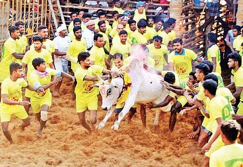 Participants trying to tame a bull during jallikattu in Tirukkaanoorpatti on Sunday | Express