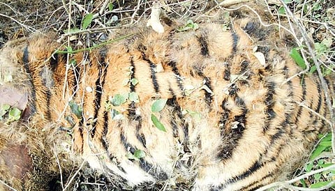 The carcass of the at Maddur forest range in Bandipur Tiger Reserve