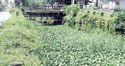 Weed choked Perandoor canal near Pullepady Express