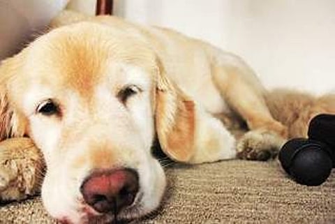 My dog doesn’t like her bed