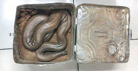 Red sand boa snake that was being sold online