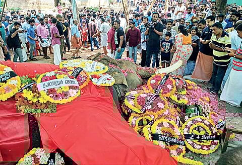 People paying their last respects to tusker Thiruvambady Sivasundar, who died after a prolonged illness| Express
