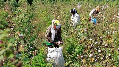 In the erstwhile Adilabad district, cotton is cultivated on about 3.5 lakh hectares annually, requiring nearly 19 lakh seed packets.