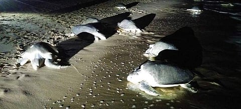 Combined figure of mass nesting at Rushikulya, Gahirmatha crosses 1 million.