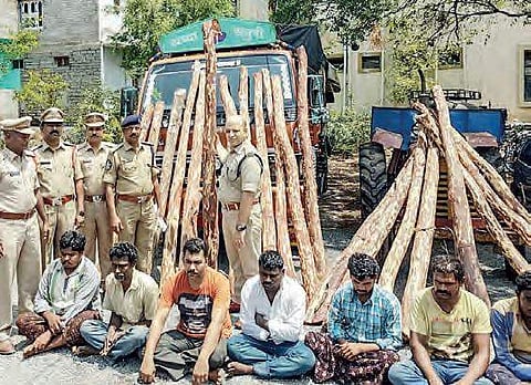 The seized red sanders logs and arrested smugglers in Mydukur division of Kadapa district on Saturday | Express