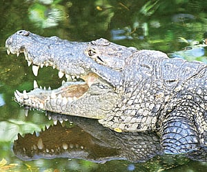 Crocodile image used for representation | EPS
