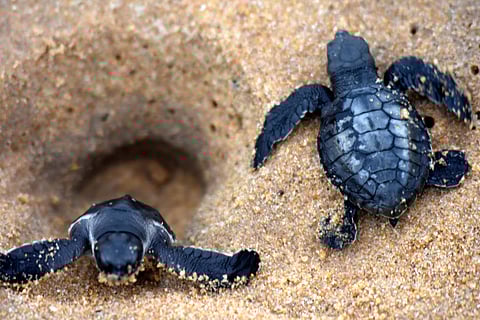 Young olive ridleys burrowing out of their hatching spot (Shamim Qureshy| EPS)