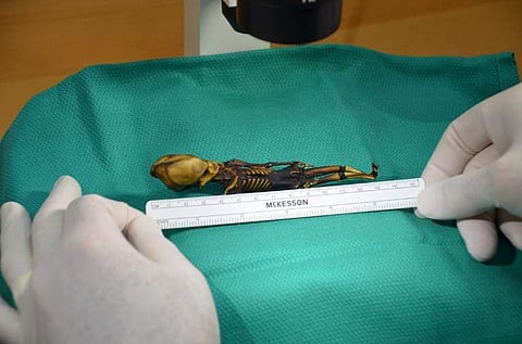 This undated image courtesy of Dr. Emery Smith show a tiny, mummified skeleton discovery in 2003 in Chile's Atacama Desert, tucked into a leather pouch behind a church. | AFP