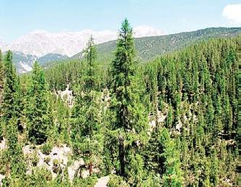 52 hectares forest in Sikkim to be diverted to Army