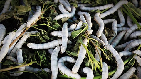 Image of silkworms used for representational purposes only.