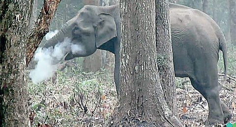 A video grab shows the elephant ingesting charcoal and blowing ashes