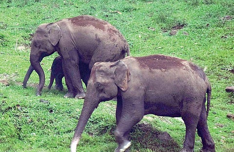 A herd of wild elephants cross Anakkulam river near Mankulam | Vincent Pulickal