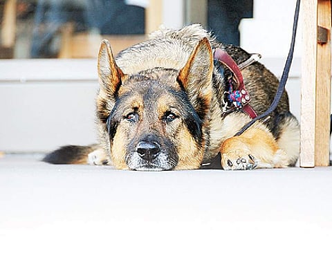 How can I help a traumatised pet?