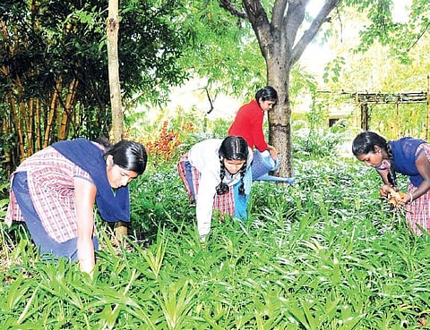 Students at a Gurukulam engaged in agricultural activities in an atmosphere where learning can happen outside classrooms too