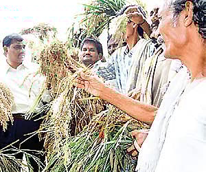 The survey was conducted on education, health, skill development, industries, agriculture, development of basic amenities and other financial related sectors.