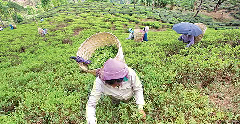 Higher output by small growers could disrupt market: Tea Board