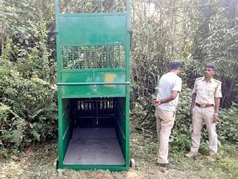 Elusive tiger haunts villagers and foresters alike