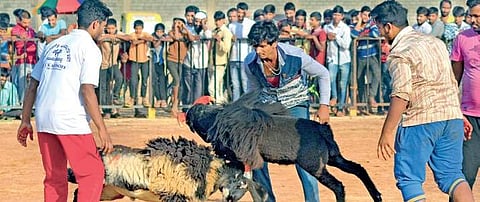(Top) Before the fight commences, rams are made to smell each other; (above) adult rams in action, in Hubballi I D Hemanth