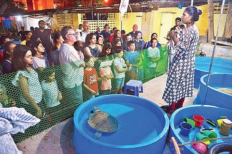 44 turtles go back home to the sea