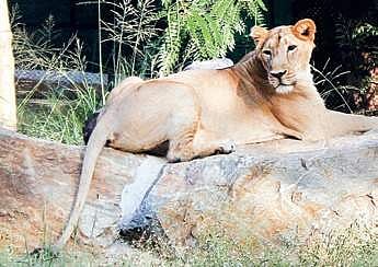 File photo of Ranitha, the Asiatic lioness at Sri Chamarajendra Zoological Gardens