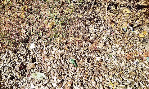 Dead fish floating in the Vellimalai Murugan temple tank on Sunday | Express