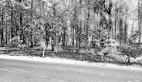 The sal forest in Kusumi under Kotpad block of Koraput district set on fire by tribals on Wednesday | Express