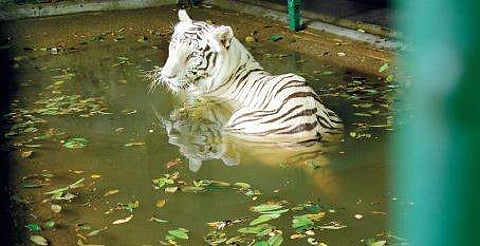 Thiruvananthapuram zoo (EPS | BP Deepu)