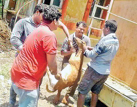 Foresters and volunteers rescuing a free-ranging deer in Taramani on Monday | Express
