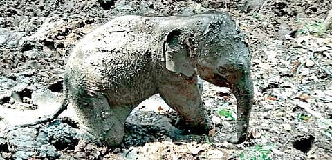The rescued elephant calf