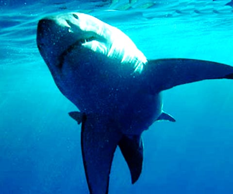A man suffered leg injuries Monday after he was attacked by a shark off Australia's southwestern coast (File photo)