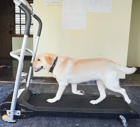 Charlie on treadmill
