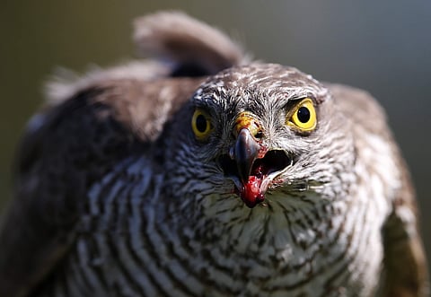 A sparrow hawk looks up after catching a pigeon, in Serbia | AP