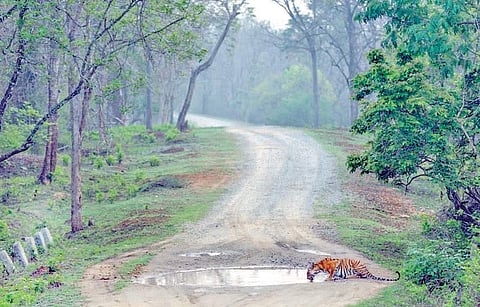 The Supreme Court passed orders upholding the closure of Mysore-Mananthavadi highway for vehicular traffic from 6 pm to 6 am and also rerouting of a part of the highwayy | Express