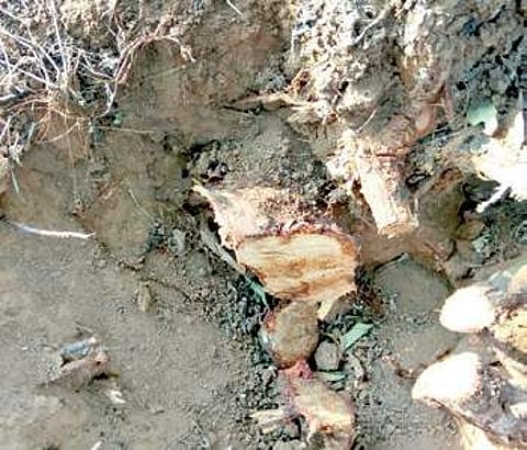 The trees were chopped and stolen between April 12 and 16 | Express