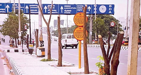 Karnataka polls: With BBMP busy, 40-yr-old trees axed
