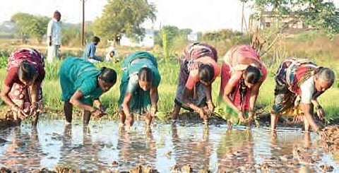 Agriculture labourers work in Paddy fields on the outskirts of Sangareddy on Saturday | Express