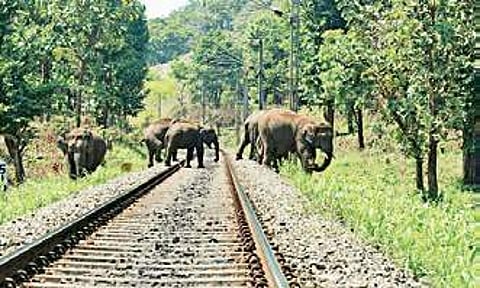 In the last six years, 15 gaurs, two elephants, a sloth bear and many other herbivores and reptiles have been mowed down | EPS