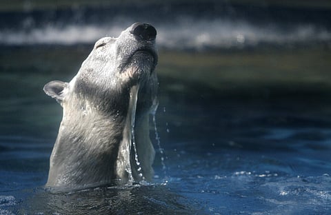In this May 4, 2007, file photo, then seventeen-year-old Inuka the polar bear emerges from the water at the zoo in Singapore. Inuka, the world's first polar bear to be born in the tropics, was put down by the Singapore Zoo on Wednesday, April 25, 2018. |