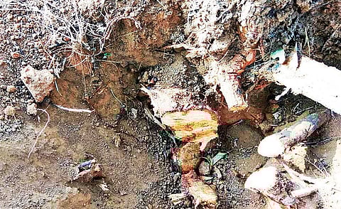 After 36 sandalwood trees were stolen from the Jnana Bharathi campus in a span of 5 days, the university has decided to setep up security | EXPRESS