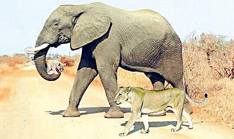 The photoshopped image of an elephant carrying a lion cub with its mother walking by it was first posted on Twitter by Kruger Sightings on April 1