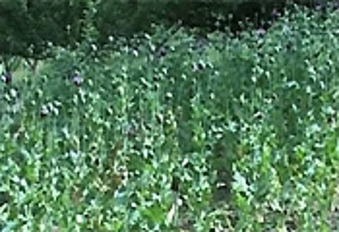 Opium cultivation.