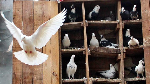 Image used for representational purpose. (File photo | EPS)