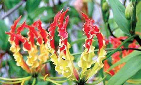 Gout is treatable at initial stage