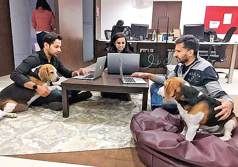 People bring their dogs to work in the CueBlocks Technologies office | Express