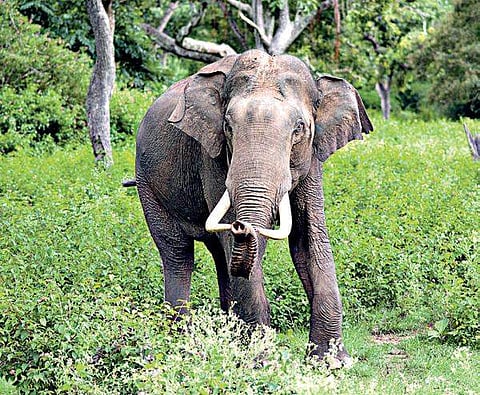 Talk on man-animal conflict by ecologist