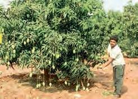 Kuppala Rama Gopala Krishna has created a record by growing 18 different varieties of mangoes on a single tree in his seven-acre-farm. (EPS)