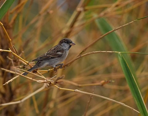 A representational image of a Sparrows (EPS | Vinay Madapu)