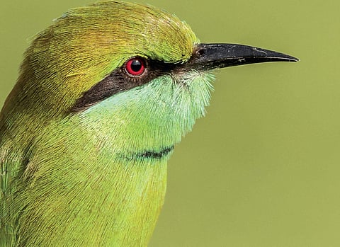 Birds of the Same Feather